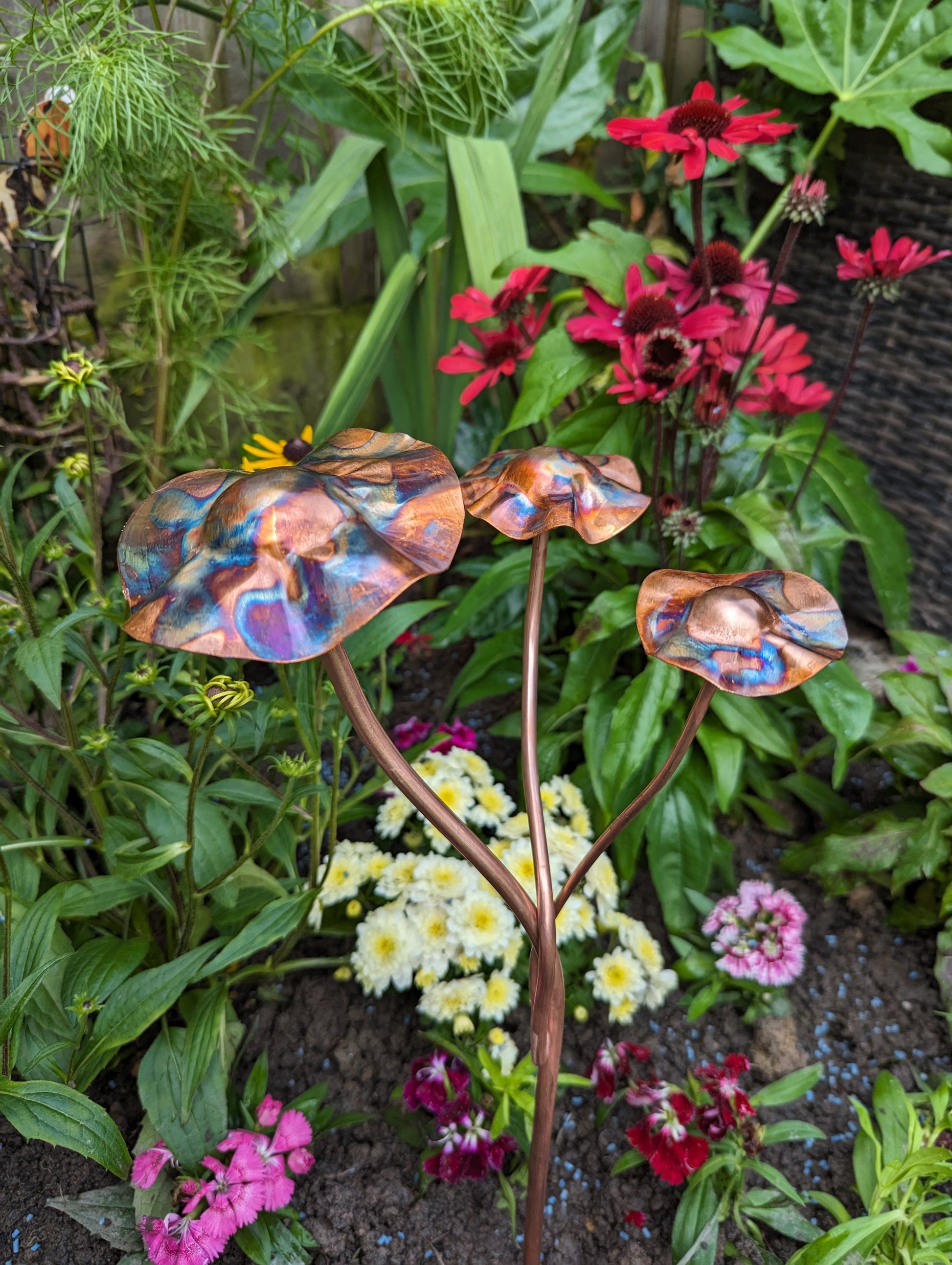 Copper toadstools