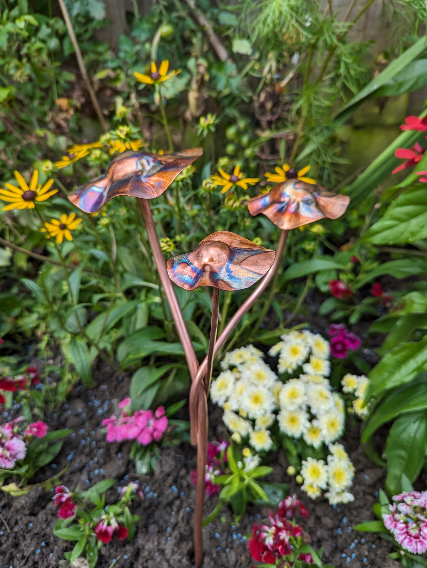 Copper toadstools