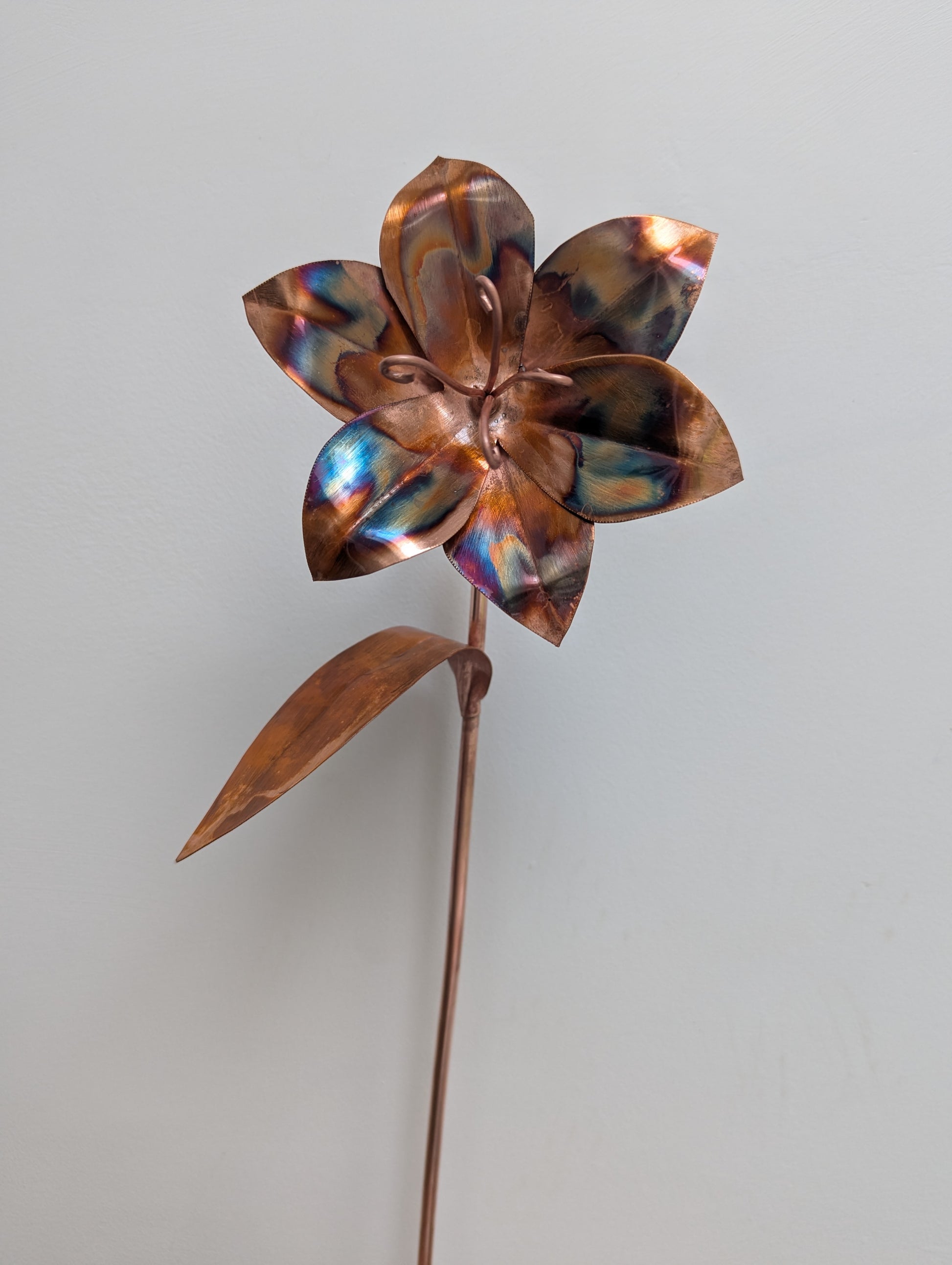 Copper lily