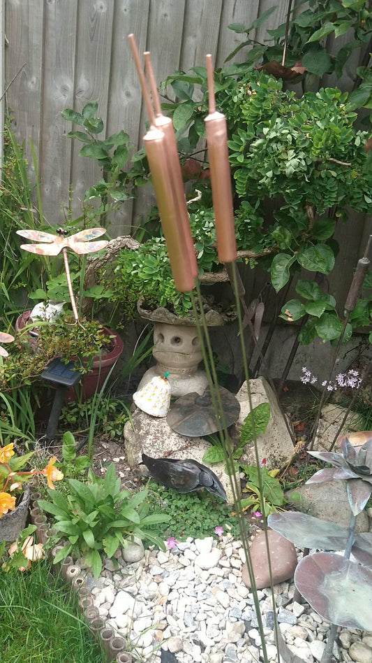 Copper bulrushes cattails