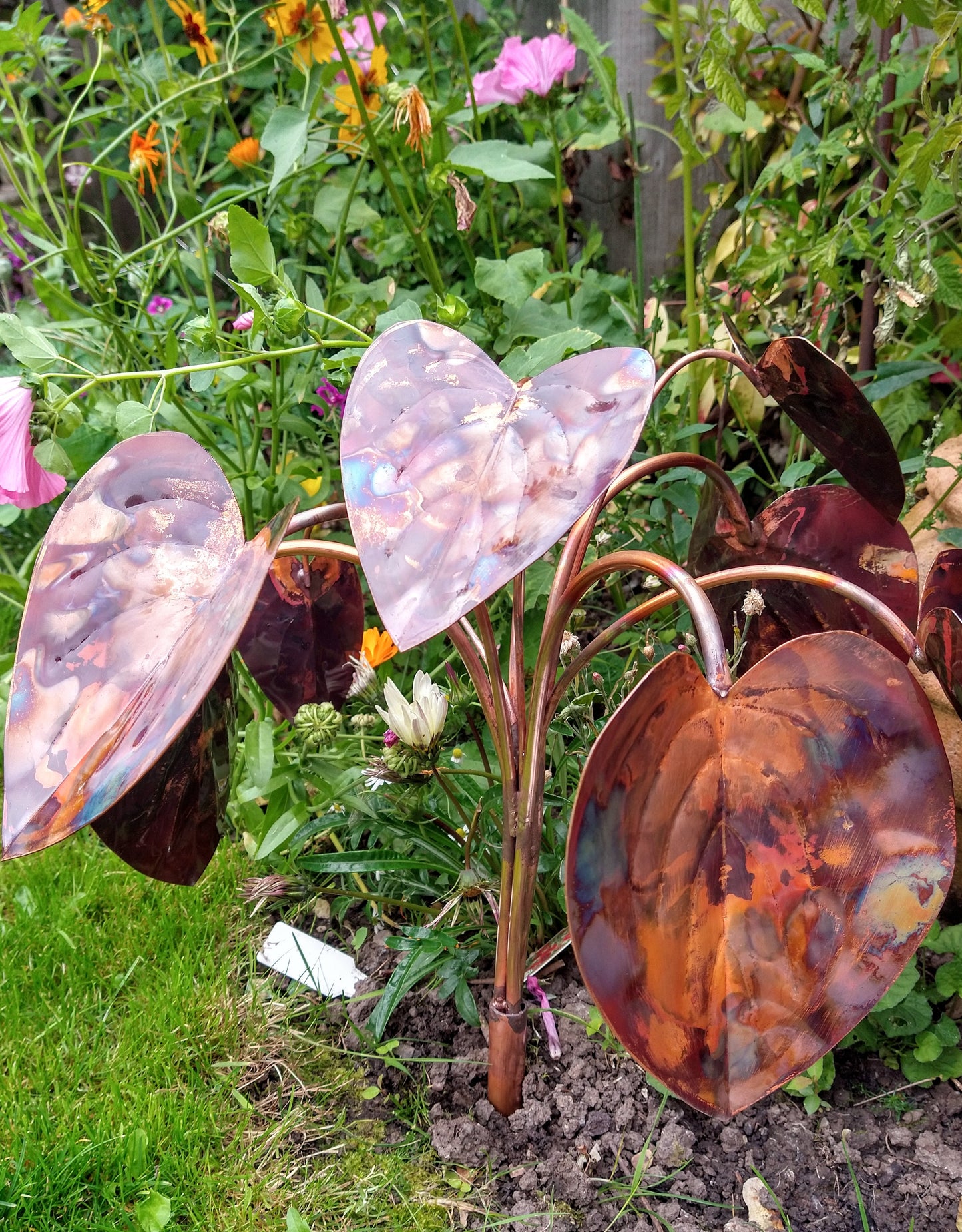 Copper hosta - Deshca Designs